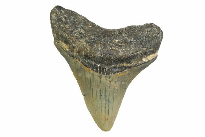 Serrated, Juvenile Megalodon Tooth - North Carolina #356707